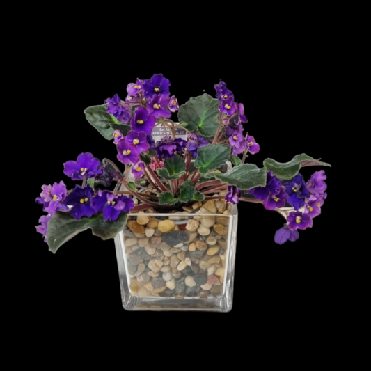 African Violet Plant In Glass Pot