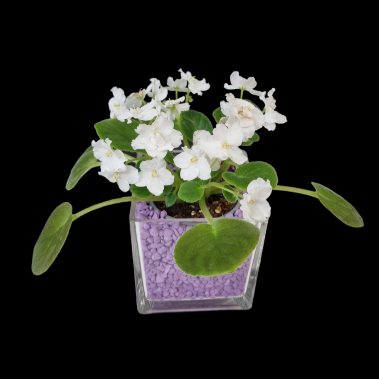 African Violet Plant In Glass Pot