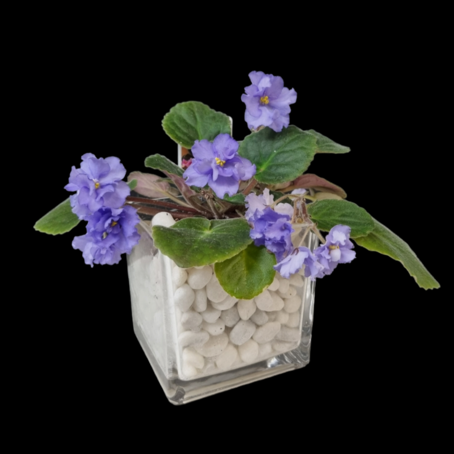 African Violet Plant In Glass Pot