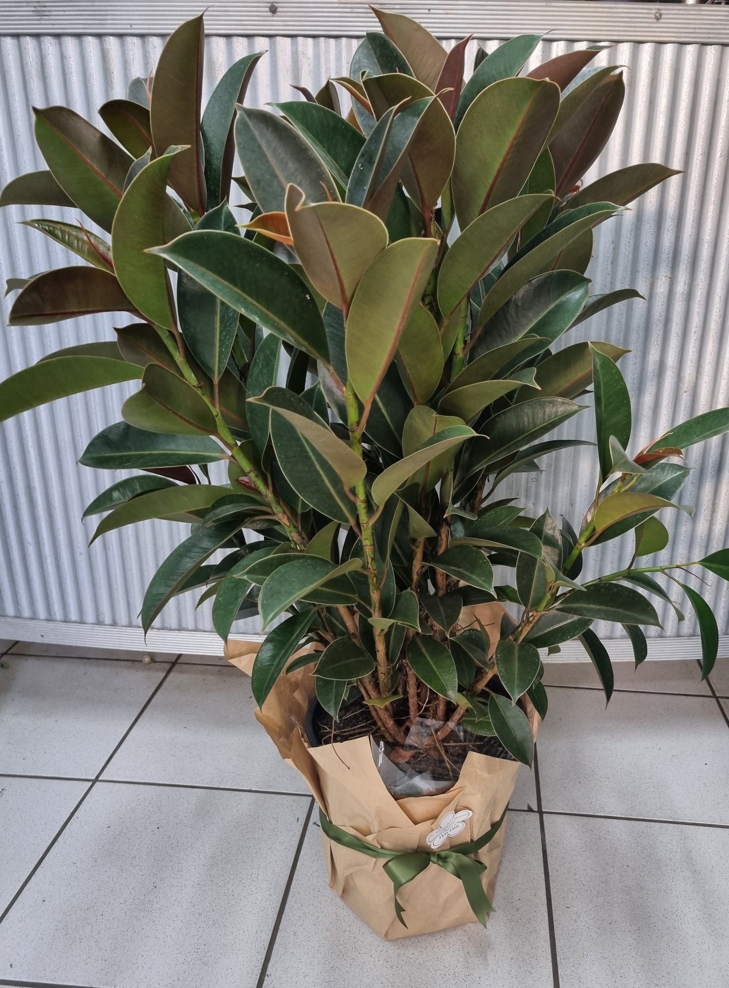 Large Ficus Melany Plant