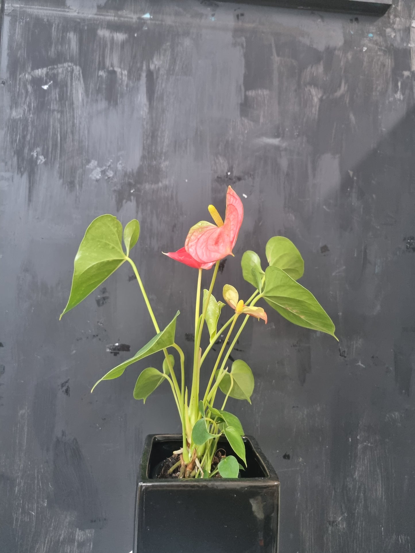 Anthurium Plant In Ceramic Pot- Small