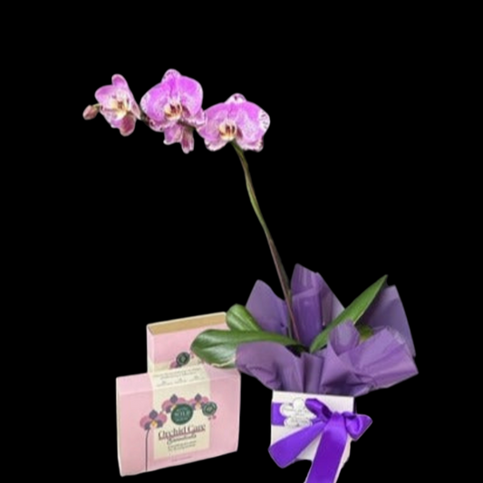 Phalaenopsis Orchid Plant with Plant Care