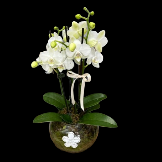 Phaleanopsis Orchid Plant In Fishbowl