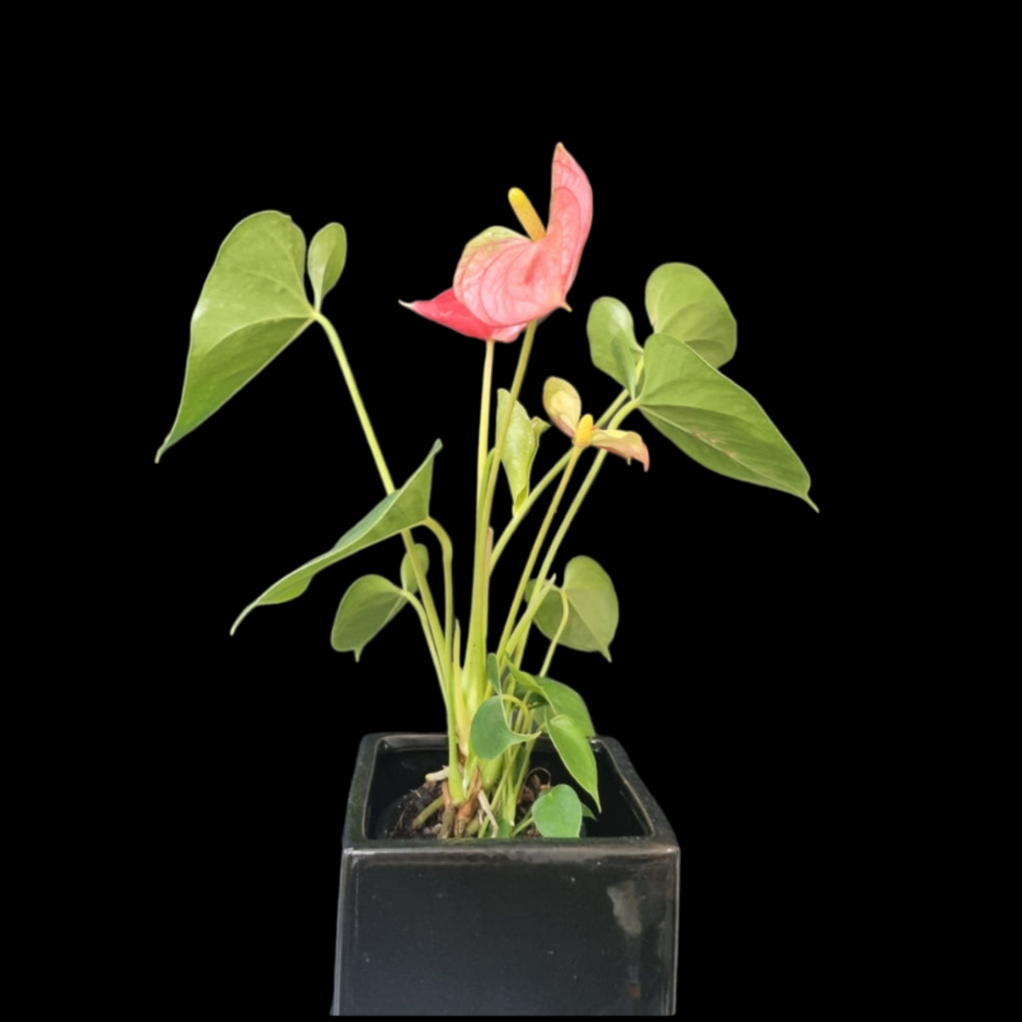 Anthurium Plant In Ceramic Pot- Small