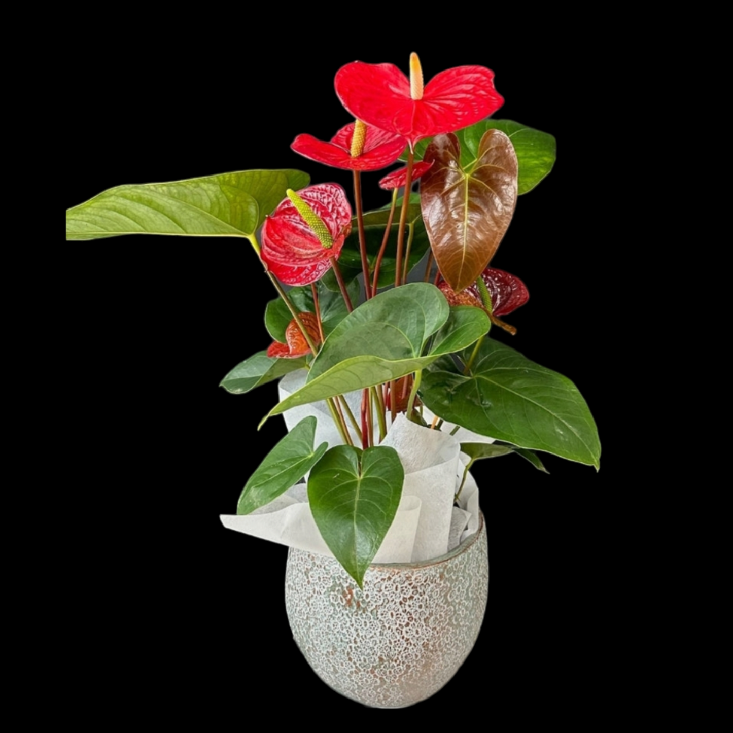 Anthurium Plant In Ceramic Pot- Small