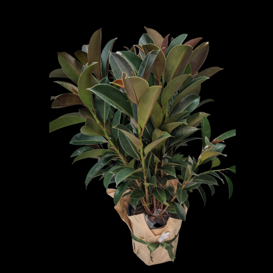 Large Ficus Melany Plant