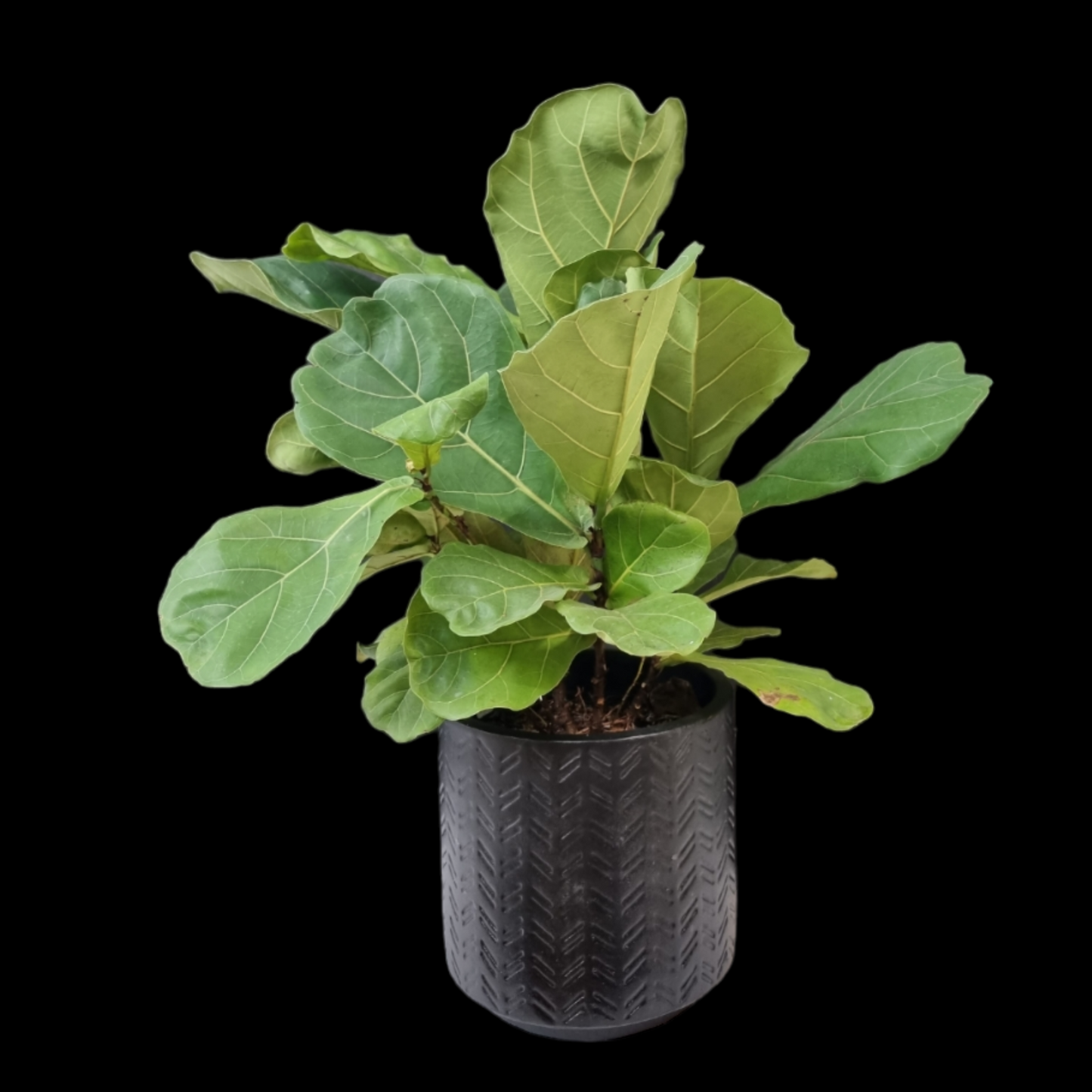 Fiddle Leaf Fig Potted Plant