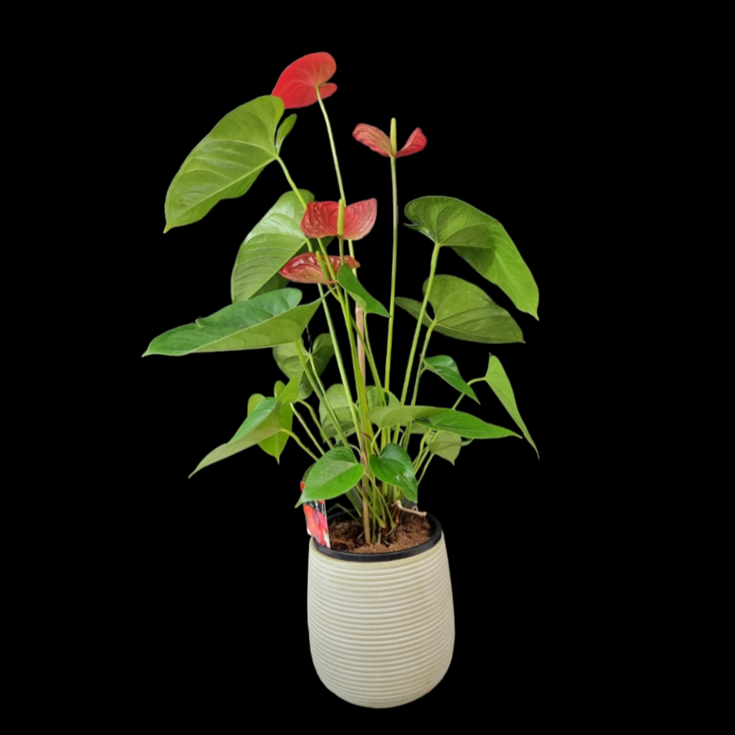 Anthurium Plant In Ceramic Pot - Large