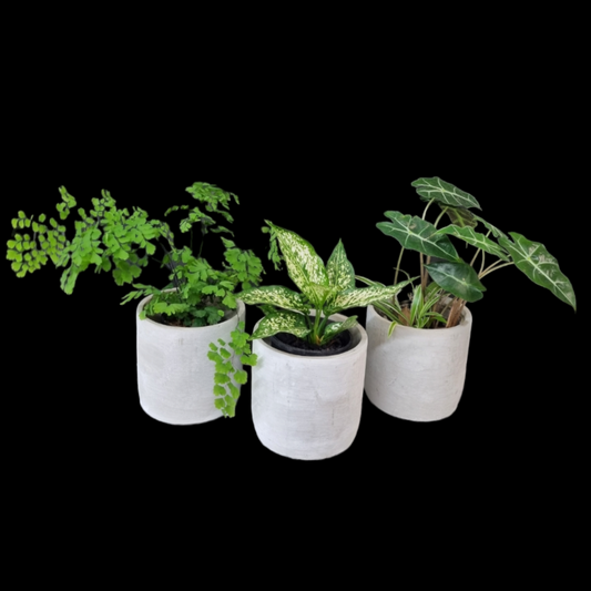 Florist Choice Leafy Plant in Pot