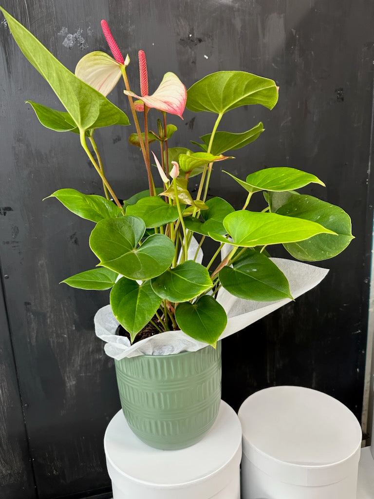 Anthurium Plant In Ceramic Pot - Large