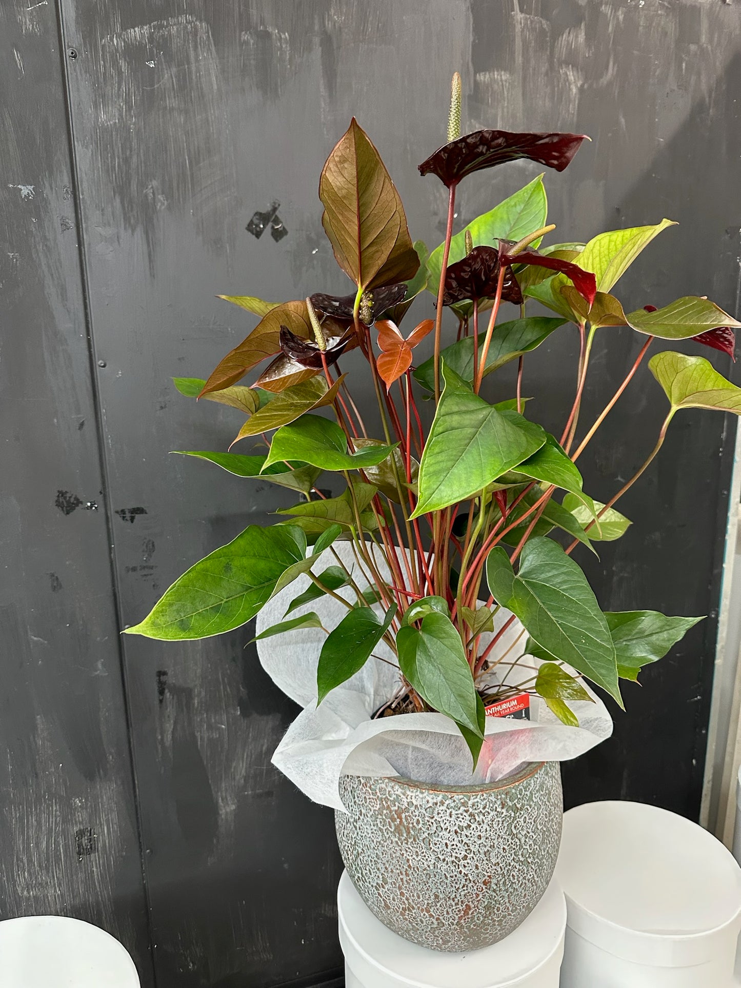 Anthurium Plant In Ceramic Pot - Large