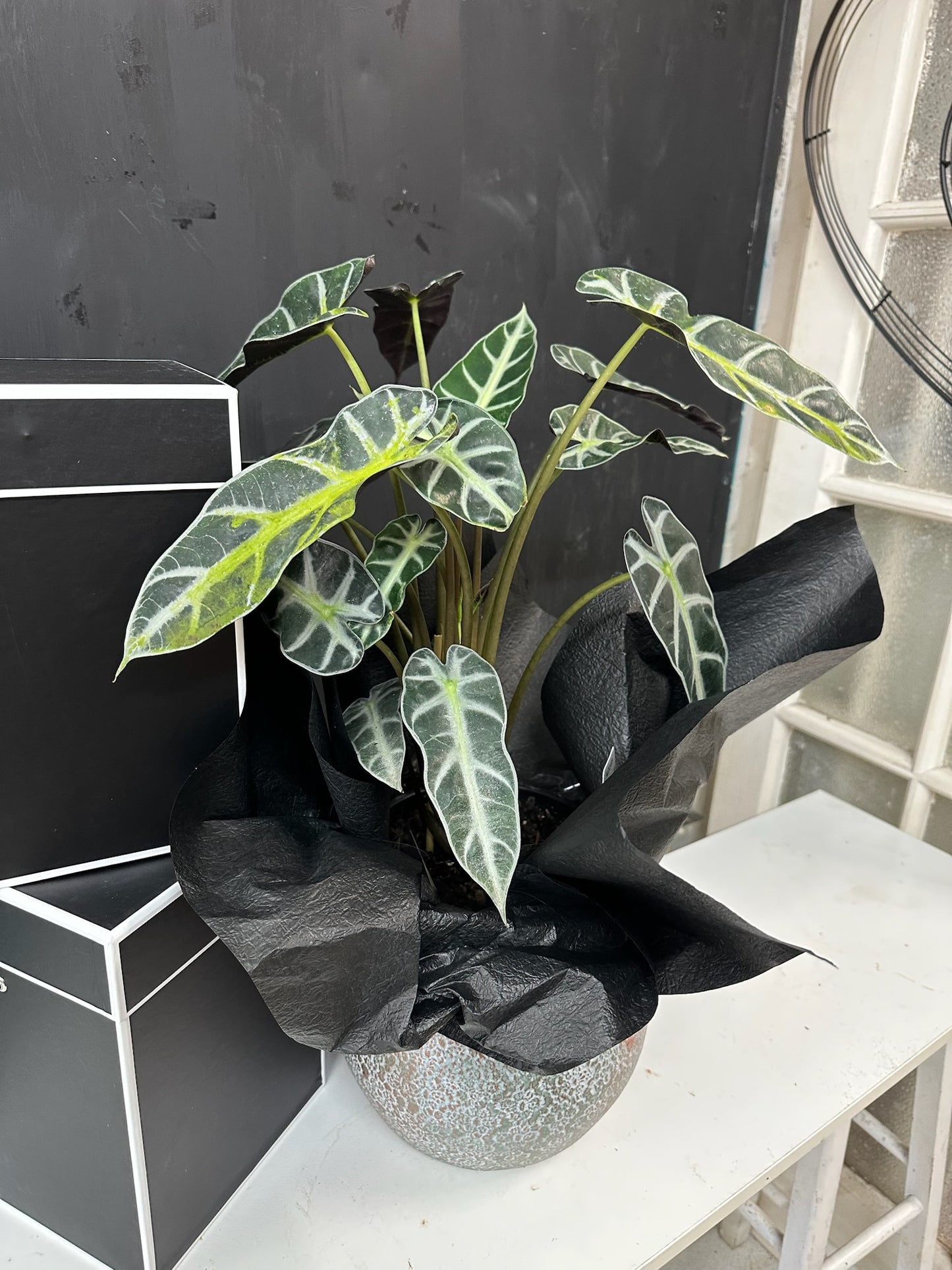 Alocasia Amazonica Potted Plant