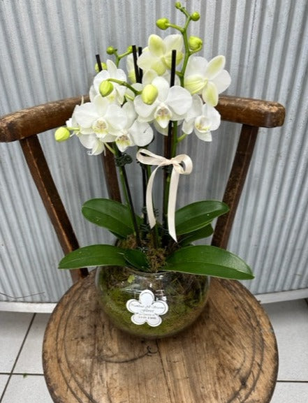 Phaleanopsis Orchid Plant In Fishbowl