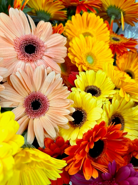 Designer Choice Gerbera Bunch