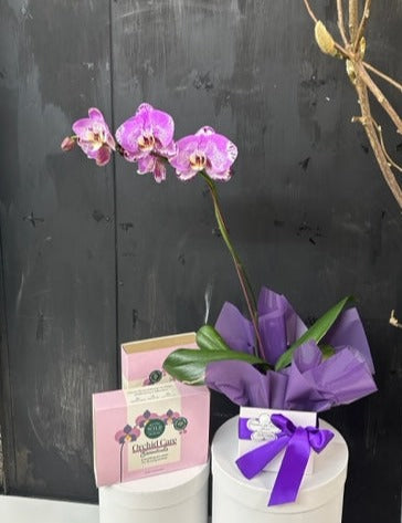 Phalaenopsis Orchid Plant with Plant Care