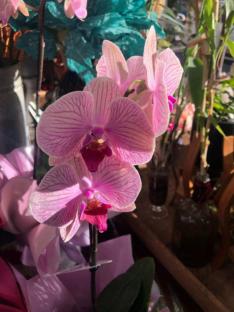 Potted Phalaenopsis Orchid Plant Nambour All Seasons Florist