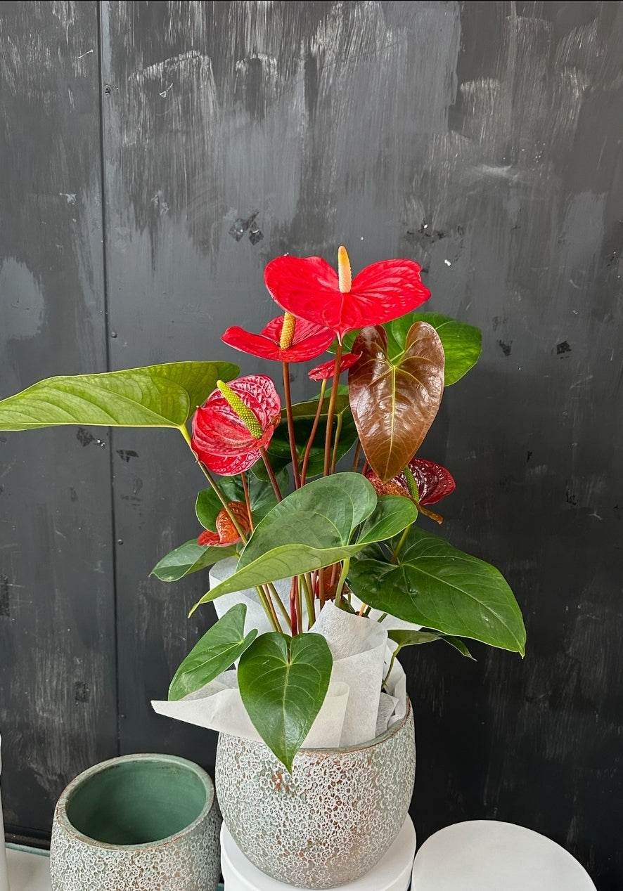 Anthurium Plant In Ceramic Pot- Small